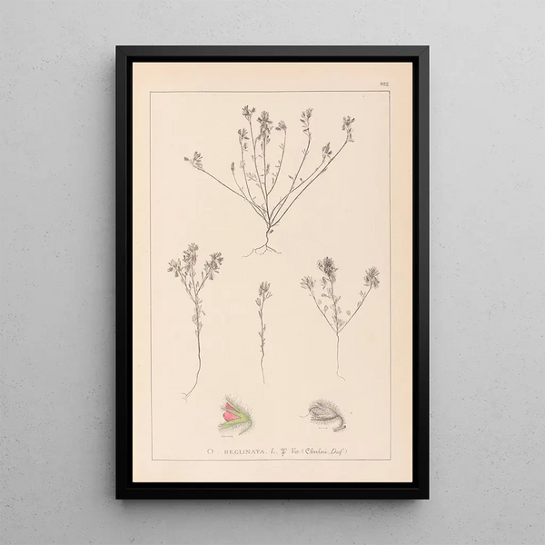 Louis Antoine Cusin - Herbier de la flore franaise Pl0221.webp