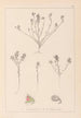 Herbier de la flore française Pl0221 - Louis Antoine Cusin — vista dell’opera