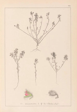 Louis Antoine Cusin - Herbier de la flore franaise Pl0221.webp