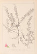 Herbier de la flore française Pl0223 - Louis Antoine Cusin — vista dell’opera