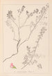Herbier de la flore française Pl0225 - Louis Antoine Cusin — vista dell’opera