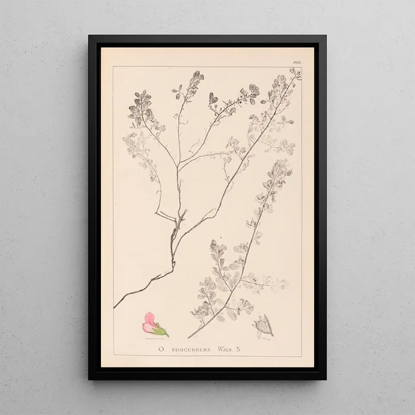 Louis Antoine Cusin - Herbier de la flore franaise Pl0225.webp