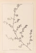 Herbier de la flore française Pl0226 - Louis Antoine Cusin — vista dell’opera