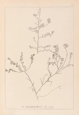 Louis Antoine Cusin - Herbier de la flore franaise Pl0227.webp