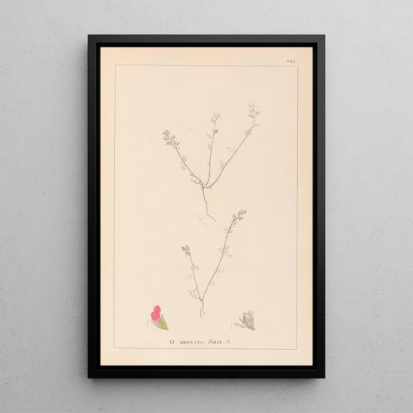 Louis Antoine Cusin - Herbier de la flore franaise Pl0228.webp