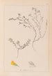 Herbier de la flore française Pl0229 - Louis Antoine Cusin — vista dell’opera