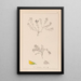 Herbier de la flore française Pl0230 - Louis Antoine Cusin — quadro incorniciato alla parete