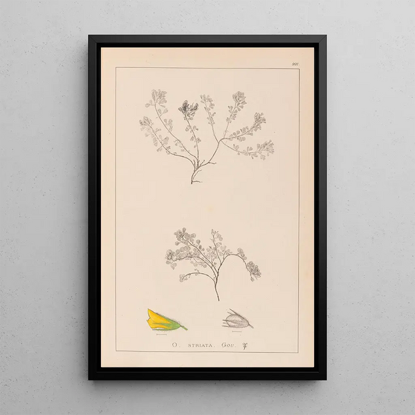 Louis Antoine Cusin - Herbier de la flore franaise Pl0230.webp