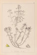Herbier de la flore française Pl0231 - Louis Antoine Cusin — vista dell’opera