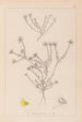 Herbier de la flore française Pl0232 - Louis Antoine Cusin — vista dell’opera