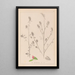 Herbier de la flore française Pl0233 - Louis Antoine Cusin — quadro incorniciato alla parete