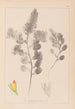 Herbier de la flore française Pl0234 - Louis Antoine Cusin — vista dell’opera