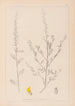 Herbier de la flore française Pl0235 - Louis Antoine Cusin — vista dell’opera