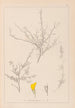 Herbier de la flore française Pl0236 - Louis Antoine Cusin — vista dell’opera