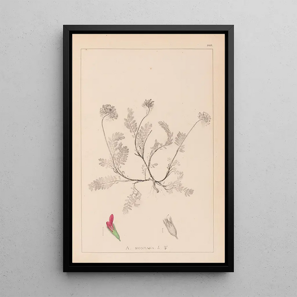 Louis Antoine Cusin - Herbier de la flore franaise Pl0238.webp