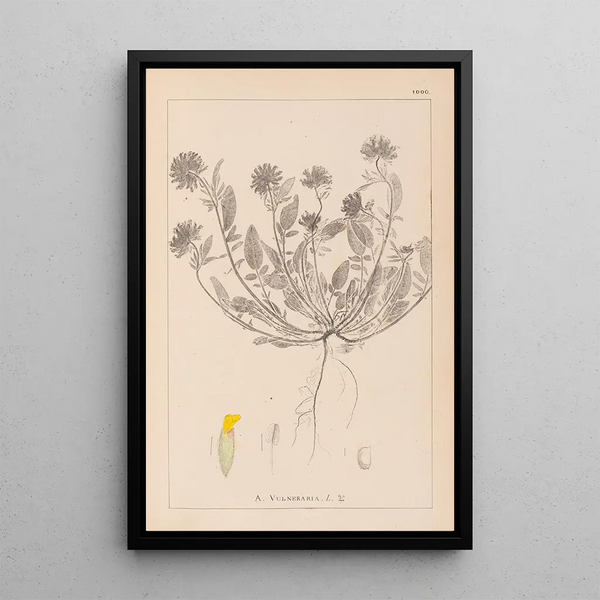 Louis Antoine Cusin - Herbier de la flore franaise Pl0239.webp