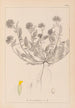 Herbier de la flore française Pl0239 - Louis Antoine Cusin — vista dell’opera
