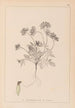 Herbier de la flore française Pl0240 - Louis Antoine Cusin — vista dell’opera