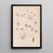 Herbier de la flore française Pl0241 - Louis Antoine Cusin — quadro incorniciato alla parete