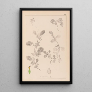 Louis Antoine Cusin - Herbier de la flore franaise Pl0243.webp