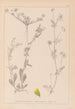 Herbier de la flore française Pl0244 - Louis Antoine Cusin — vista dell’opera