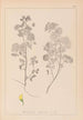 Herbier de la flore française Pl0245 - Louis Antoine Cusin — vista dell’opera