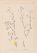 Herbier de la flore française Pl0248 - Louis Antoine Cusin — vista dell’opera