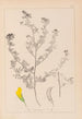 Herbier de la flore française Pl0249 - Louis Antoine Cusin — vista dell’opera