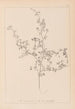 Herbier de la flore française Pl0250 - Louis Antoine Cusin — vista dell’opera
