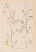 Herbier de la flore française Pl0251 - Louis Antoine Cusin — vista dell’opera