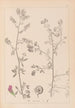 Herbier de la flore française Pl0252 - Louis Antoine Cusin — vista dell’opera
