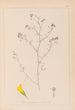 Herbier de la flore française Pl0253 - Louis Antoine Cusin — vista dell’opera
