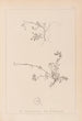 Herbier de la flore française Pl0261 - Louis Antoine Cusin — vista dell’opera