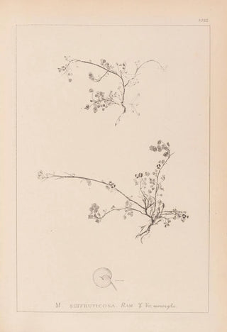 Louis Antoine Cusin - Herbier de la flore franaise Pl0261.webp