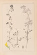 Herbier de la flore française Pl0266 - Louis Antoine Cusin — vista dell’opera
