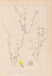 Herbier de la flore française Pl0267 - Louis Antoine Cusin — vista dell’opera