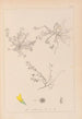 Herbier de la flore française Pl0268 - Louis Antoine Cusin — vista dell’opera