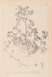 Herbier de la flore française Pl0270 - Louis Antoine Cusin — vista dell’opera
