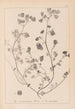 Herbier de la flore française Pl0271 - Louis Antoine Cusin — vista dell’opera