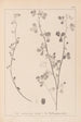 Herbier de la flore française Pl0274 - Louis Antoine Cusin — vista dell’opera