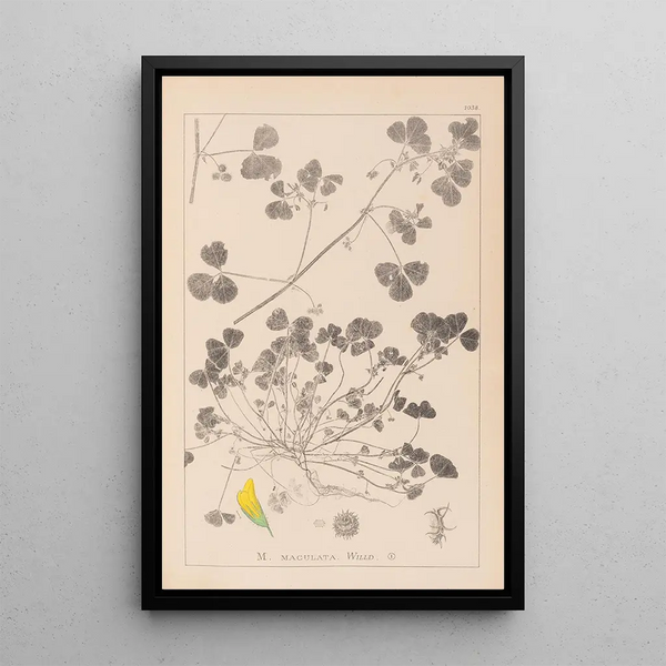 Louis Antoine Cusin - Herbier de la flore franaise Pl0276.webp