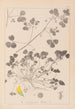 Herbier de la flore française Pl0276 - Louis Antoine Cusin — vista dell’opera