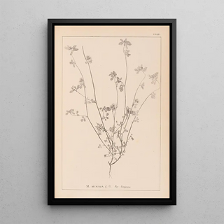 Louis Antoine Cusin - Herbier de la flore franaise Pl0278.webp