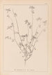 Herbier de la flore française Pl0278 - Louis Antoine Cusin — vista dell’opera