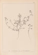 Herbier de la flore française Pl0281 - Louis Antoine Cusin — vista dell’opera