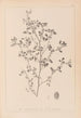 Herbier de la flore française Pl0282 - Louis Antoine Cusin — vista dell’opera