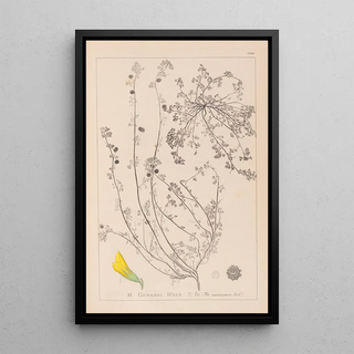 Louis Antoine Cusin - Herbier de la flore franaise Pl0287.webp