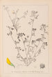 Herbier de la flore française Pl0288 - Louis Antoine Cusin — vista dell’opera