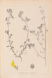 Herbier de la flore française Pl0289 - Louis Antoine Cusin — vista dell’opera