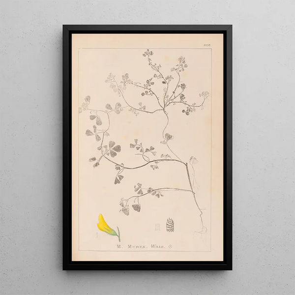 Louis Antoine Cusin - Herbier de la flore franaise Pl0290.webp